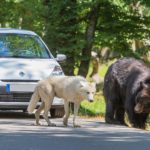 ours et loup polaire