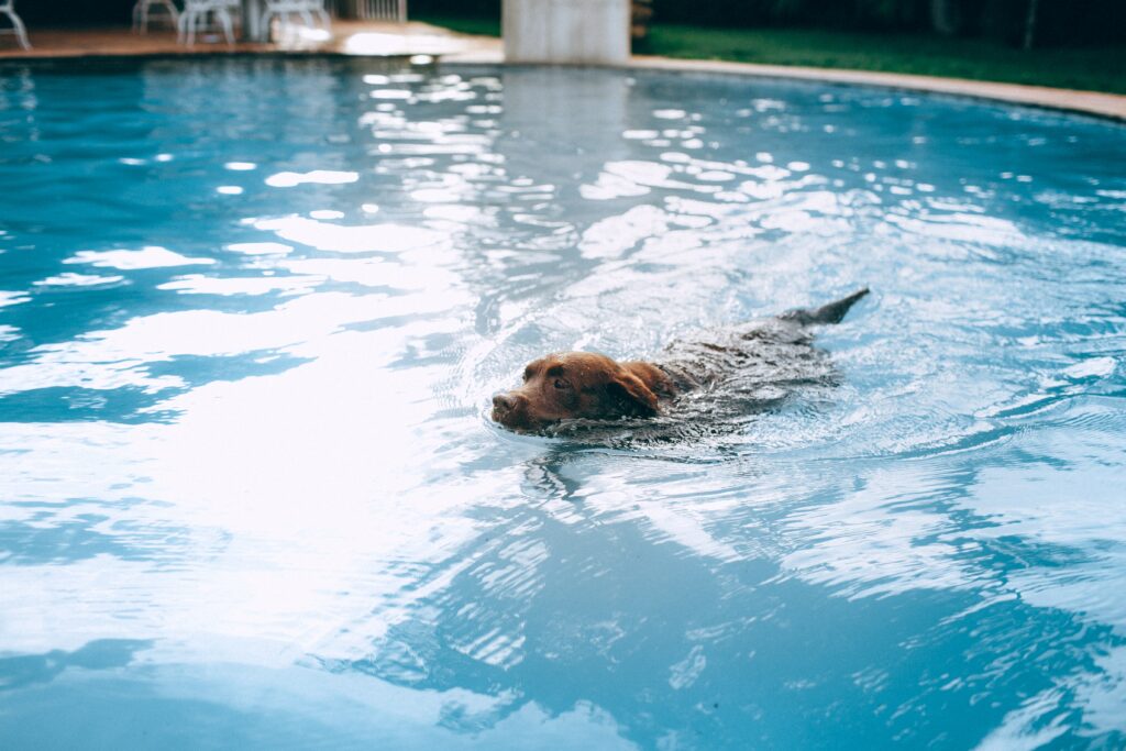 Au début du mois de juin, la première piscine dédiée aux chiens a ouvert ses portes à Mérignac, près de Bordeaux. 