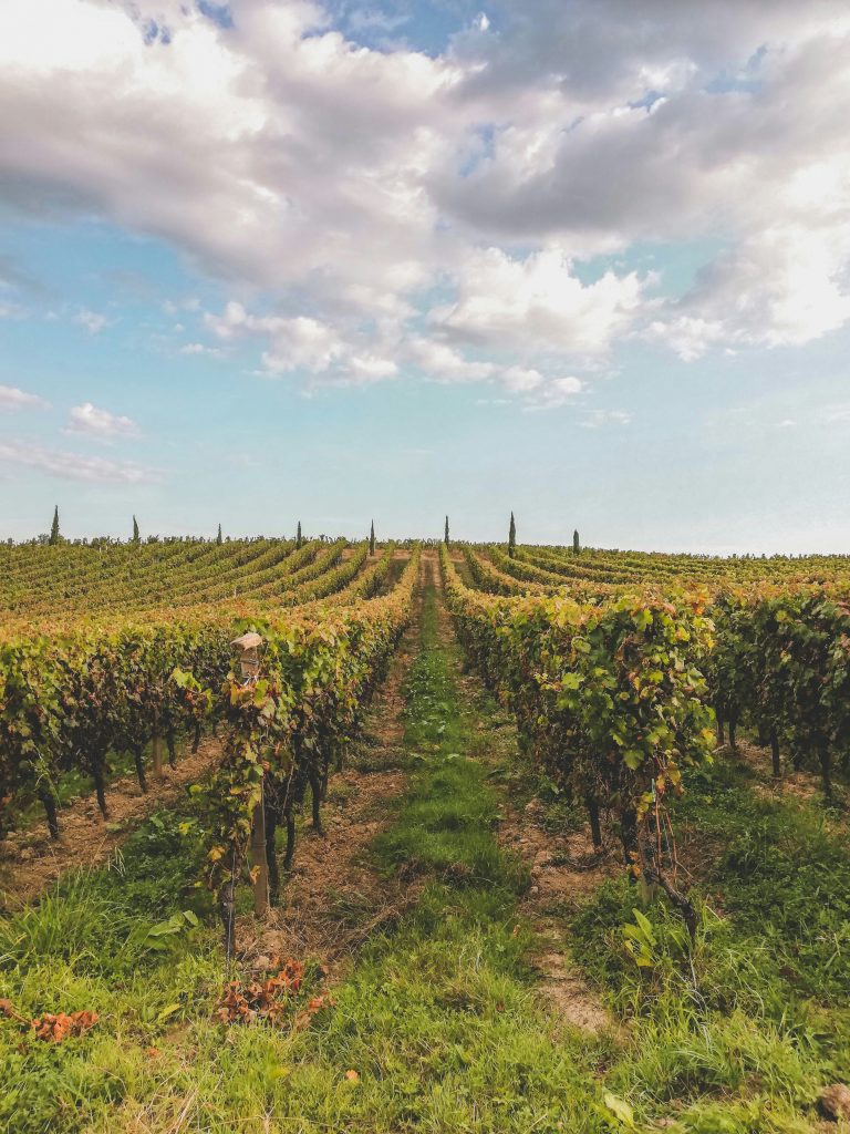 vignoble bordelais