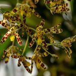 Ansellia africana Milleorchidees© F-G Grandin MNHN